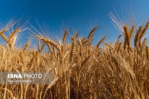 پرداخت بالاتر از ۲۴۰۰ میلیارد تومان از مطالبات گندمکاران لرستانی