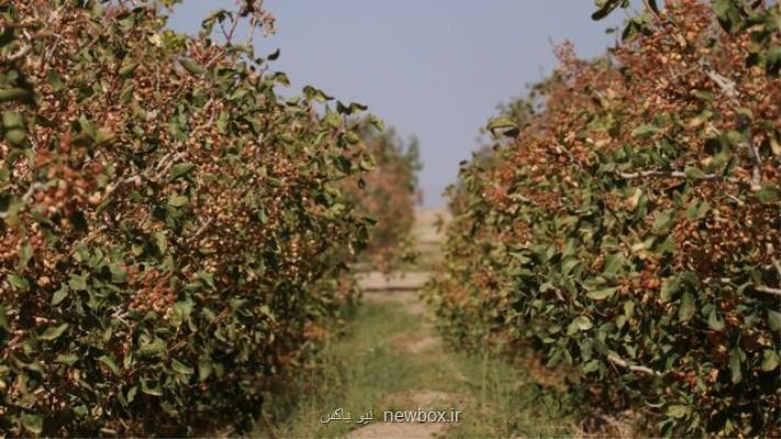 نگذارید هر چه در باغات پسته رشته ایم، پنبه شود