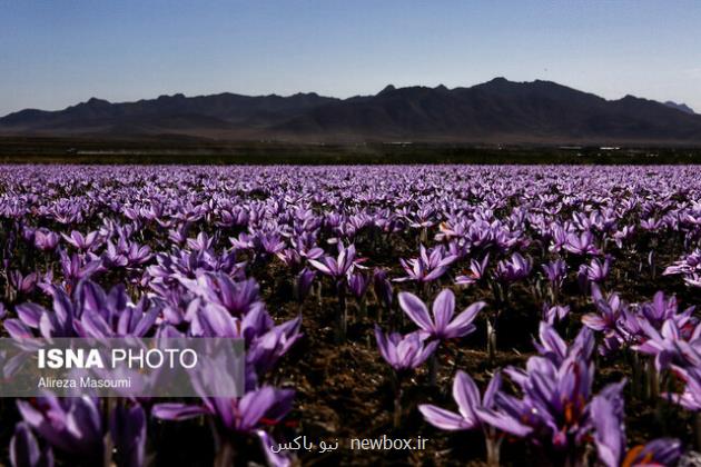 زعفران ایران به کدام کشورها صادر می شود؟