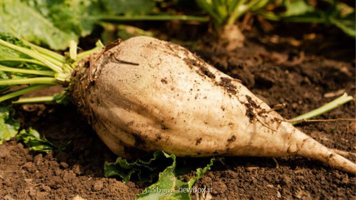 رکوردشکنی تولید چغندرقند در ۱۲۸ سال گذشته